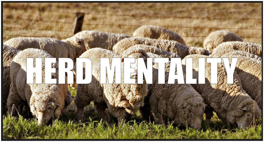 Sheep Photo credit: Fir0002/Flagstaffotos